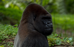 Gorilla